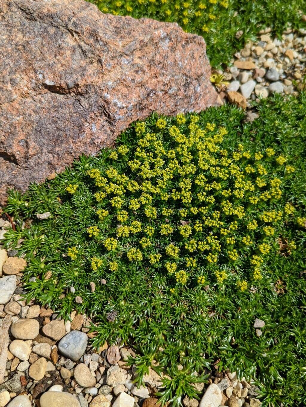Azorella 4