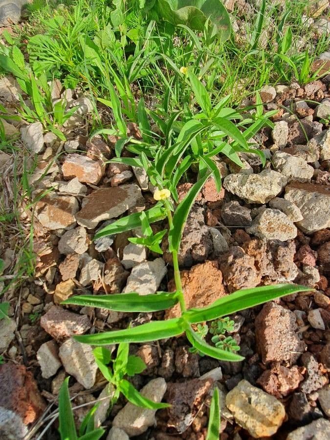 Commelina 17
