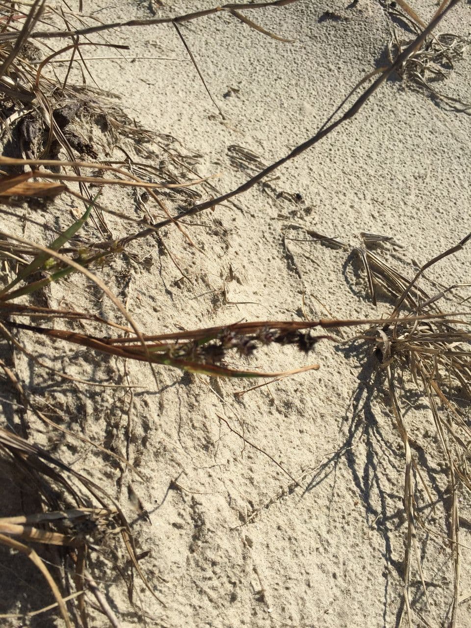 Cenchrus tribuloides