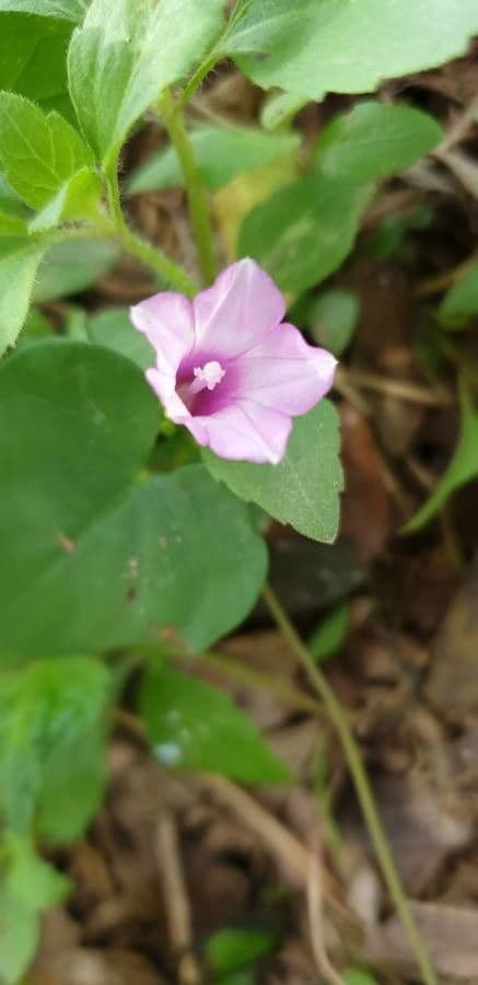 Ipomoea triloba 4
