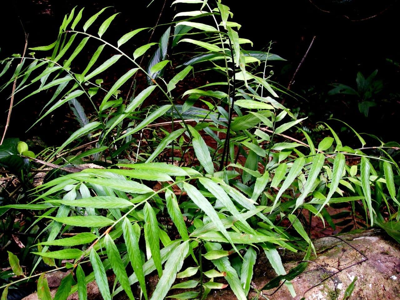 Spleénium à feuilles de noyer