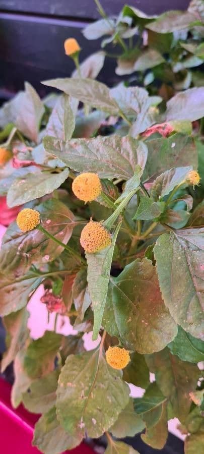 Acmella oleracea