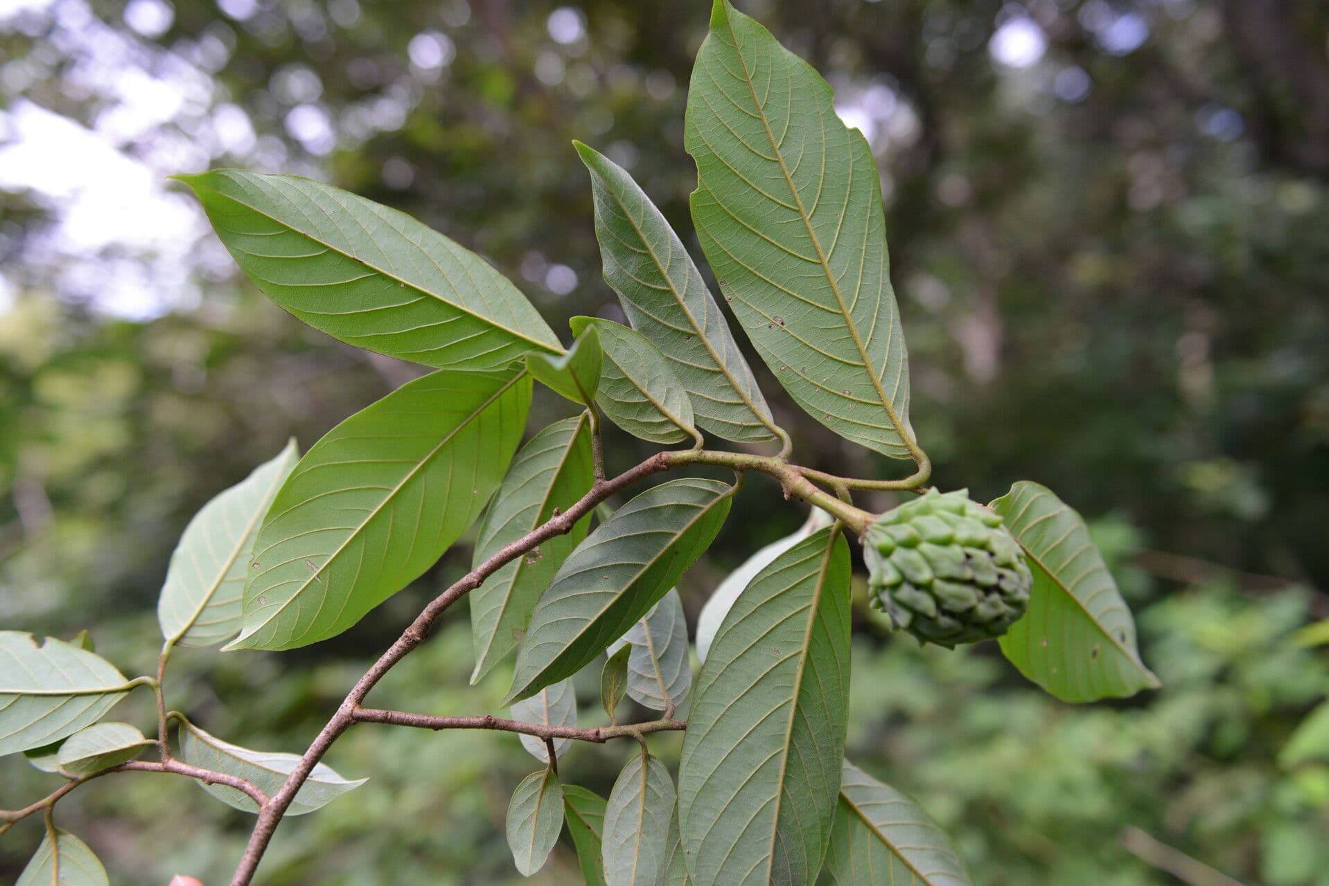 Annona 4