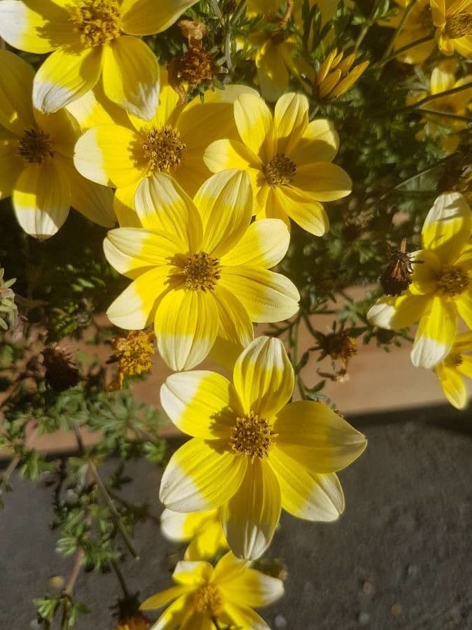 Bidens a tre nervature 4
