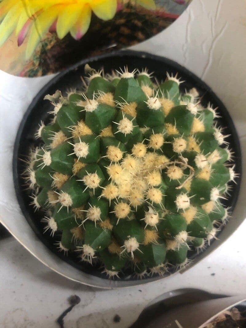 Parodia 5