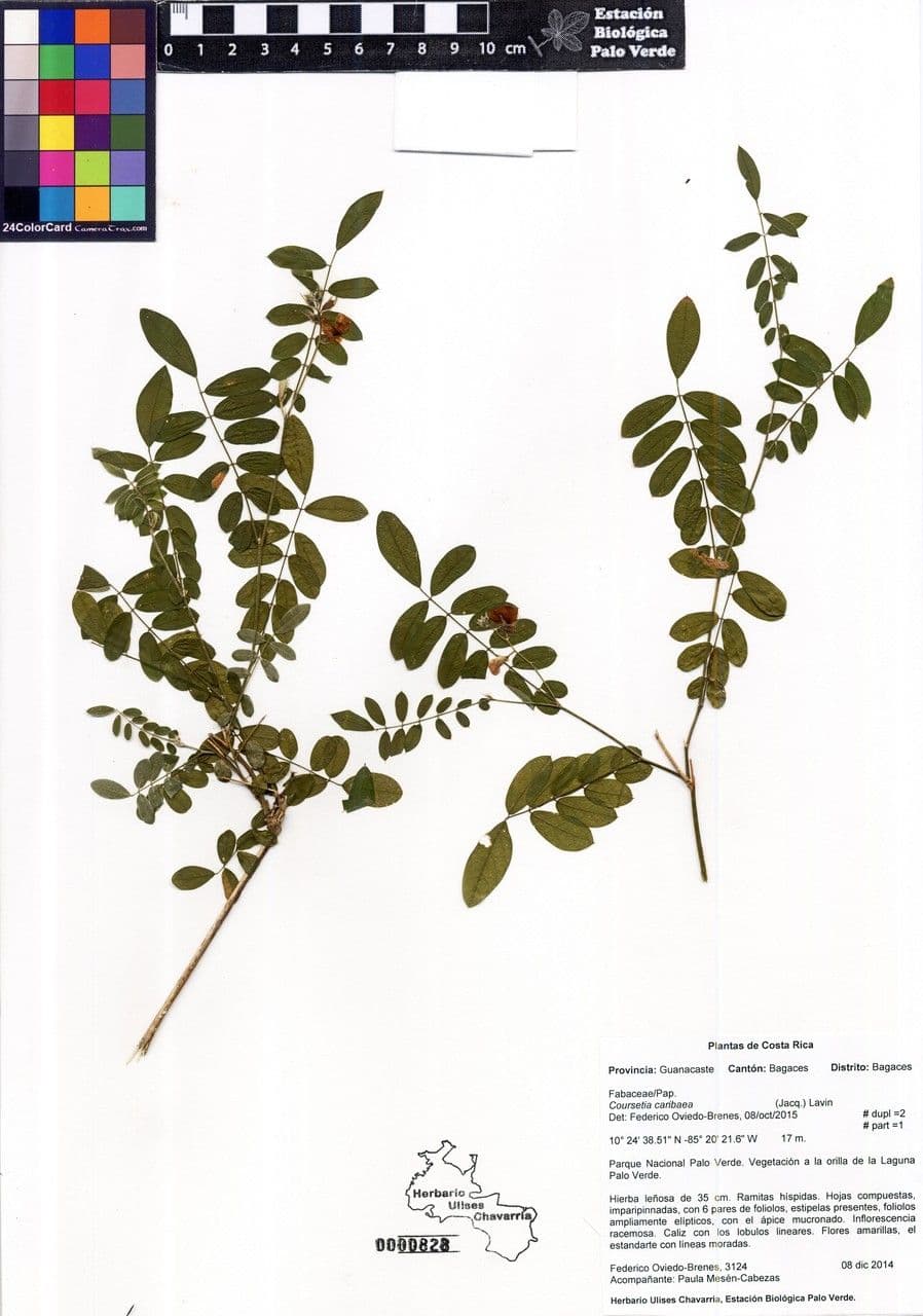 Coursetia caribaea 23