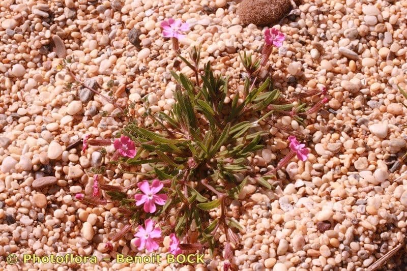 Silene littorea 18