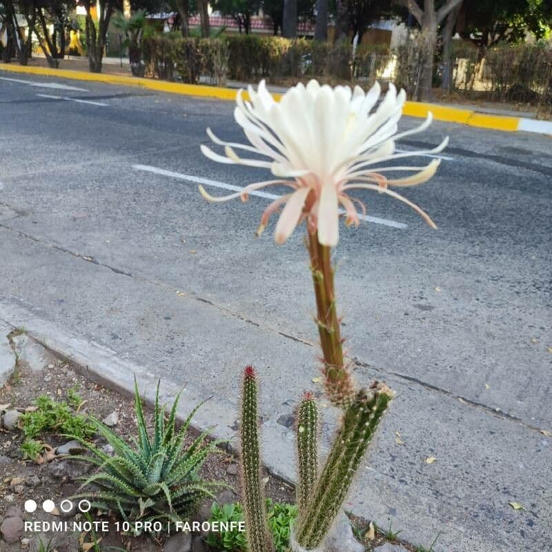 Cereus notturno del deserto 3