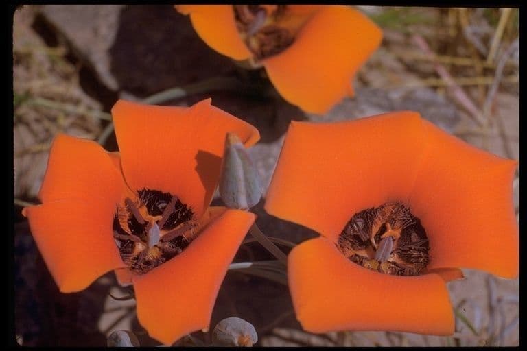 Calochortus di Kennedy 13