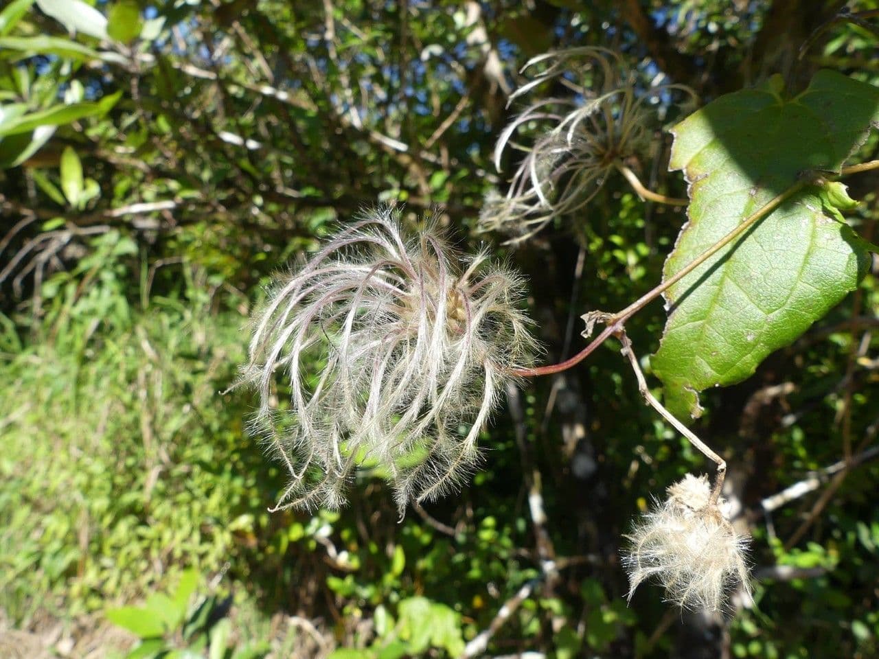 Clematide di Mauritius 2