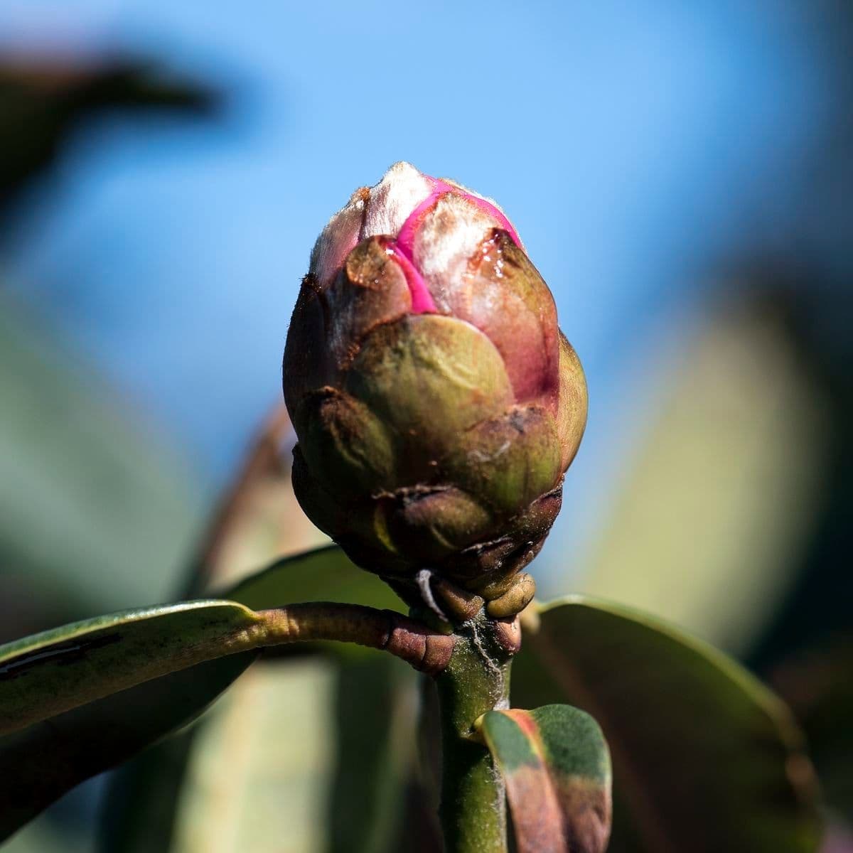 Rododendron anthosphaerum 11