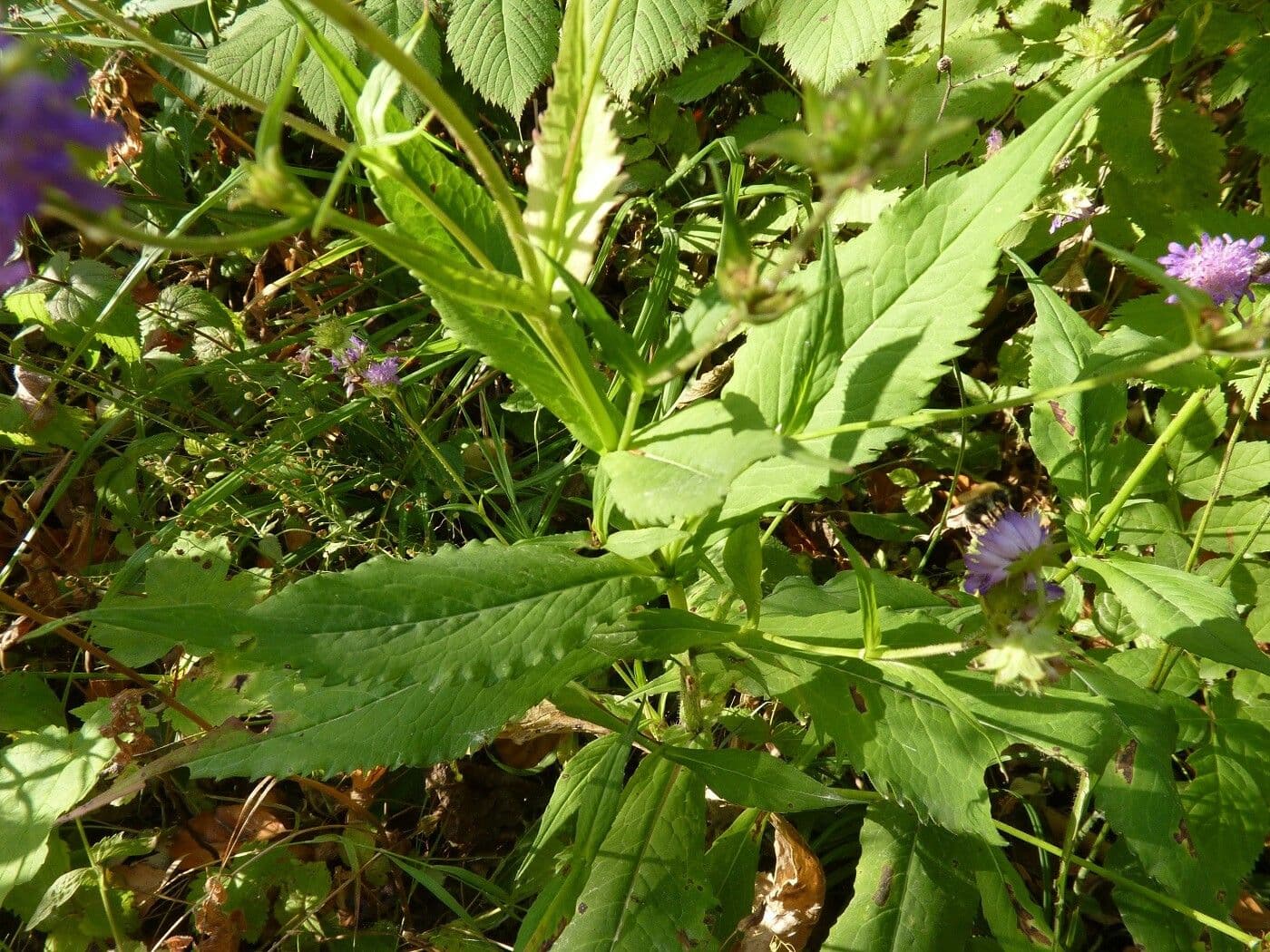 Ambretta silvatica 11