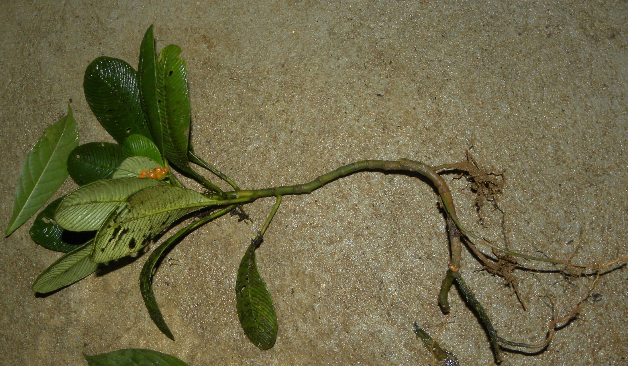 Polyphlebia 9