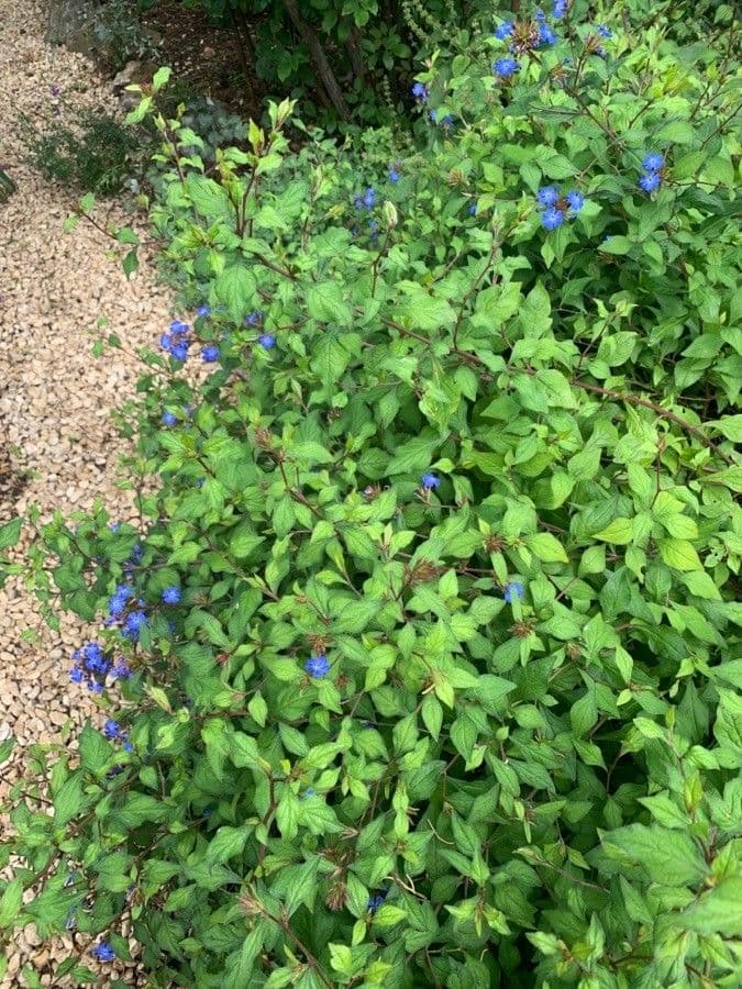 Ceratostigma 27
