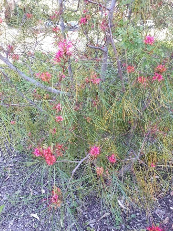 Grevillea Johnsonova 8