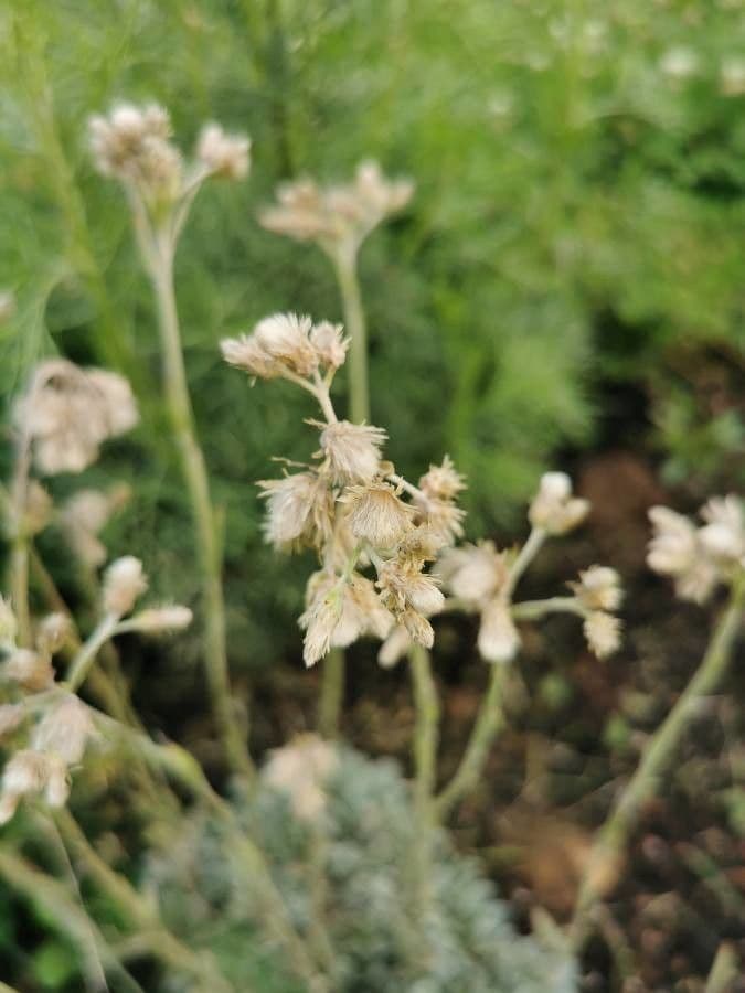 Antennaria parvifolia