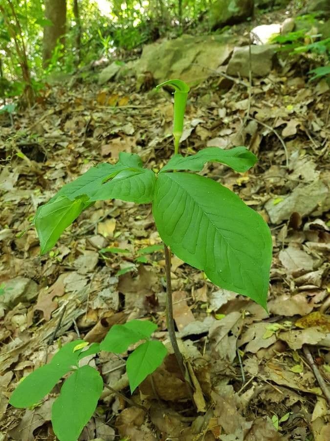 Arisema trójlistna 15