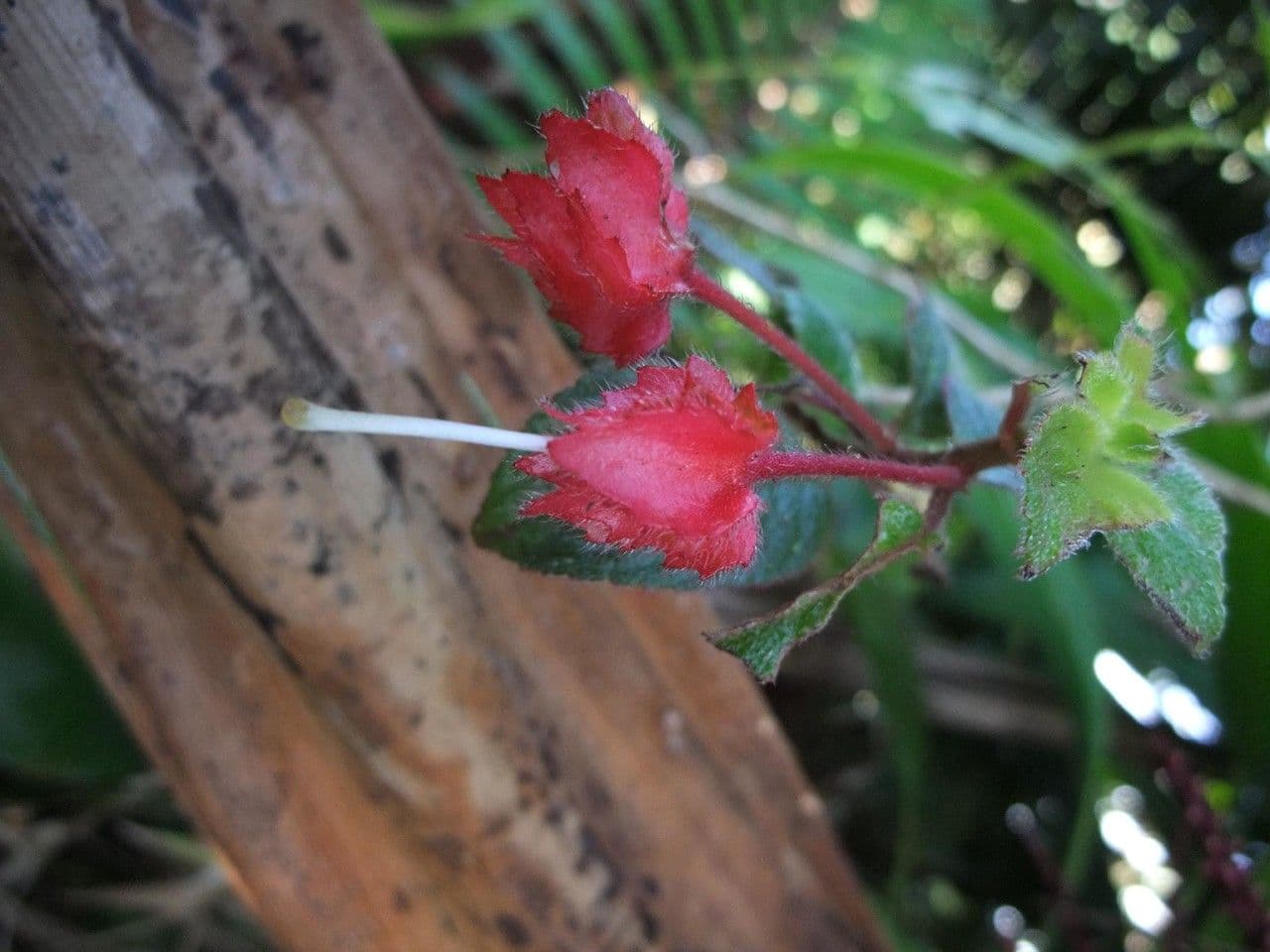 Crantzia 5