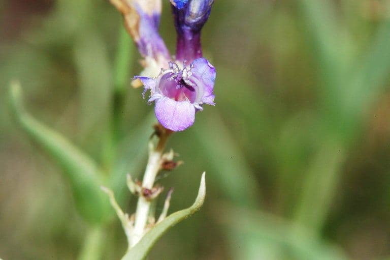 Penstemon di Watson 3