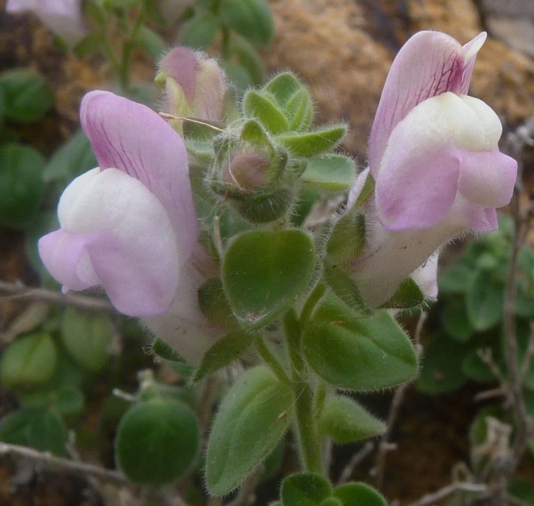 Bocca di leone 4