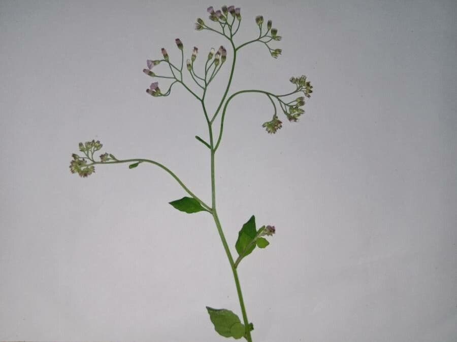 Cyanthillium popelavé 24