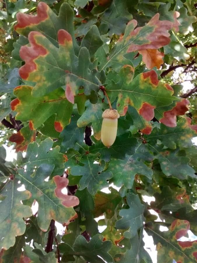 Quercia comune 3