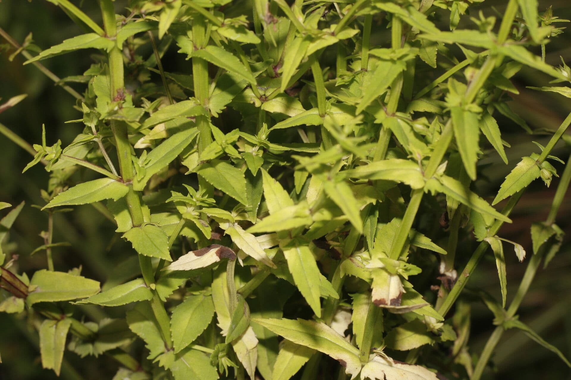 Bacopa laxiflora 5