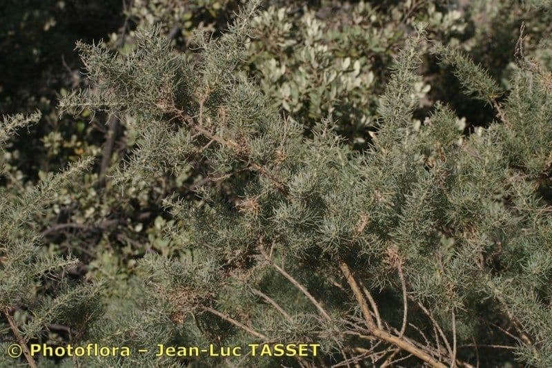 Adenocarpus decorticans 3