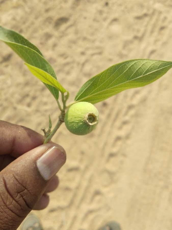 Alangium