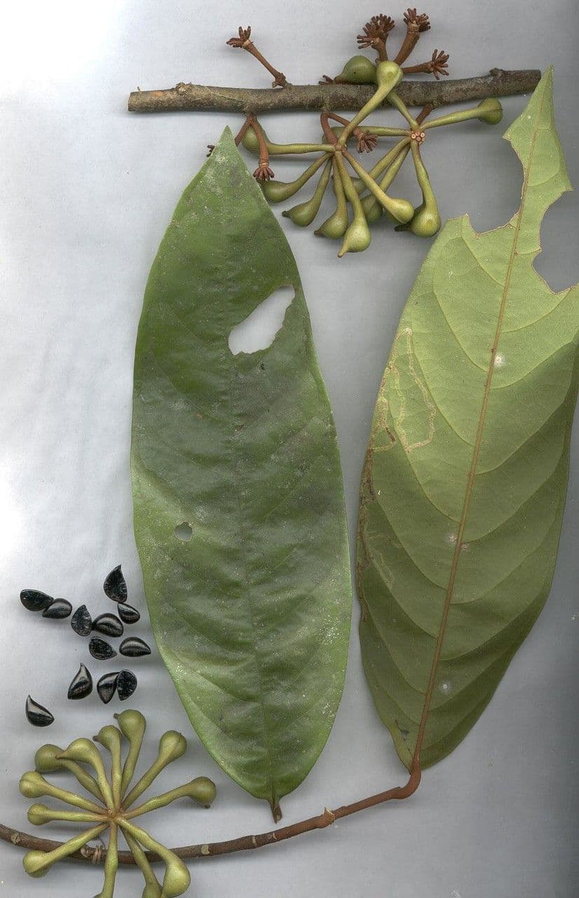 Dickblättrige Anaxagorea 16