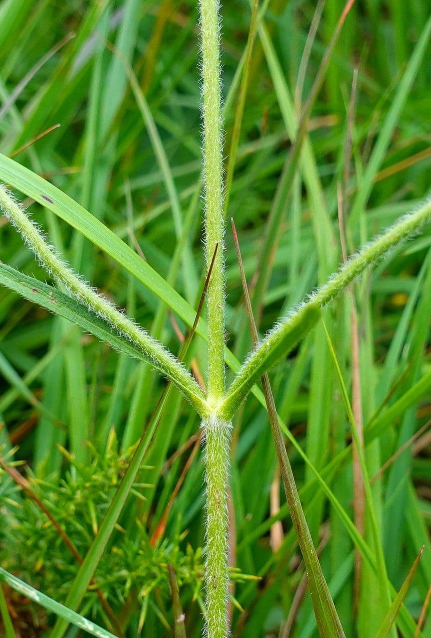 Succisa 25