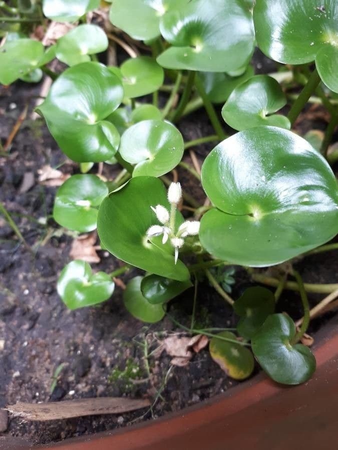 Heteranthera 13