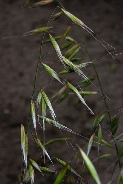 Avena strigosa 11