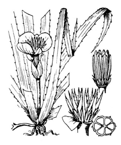 Krebsschere 22