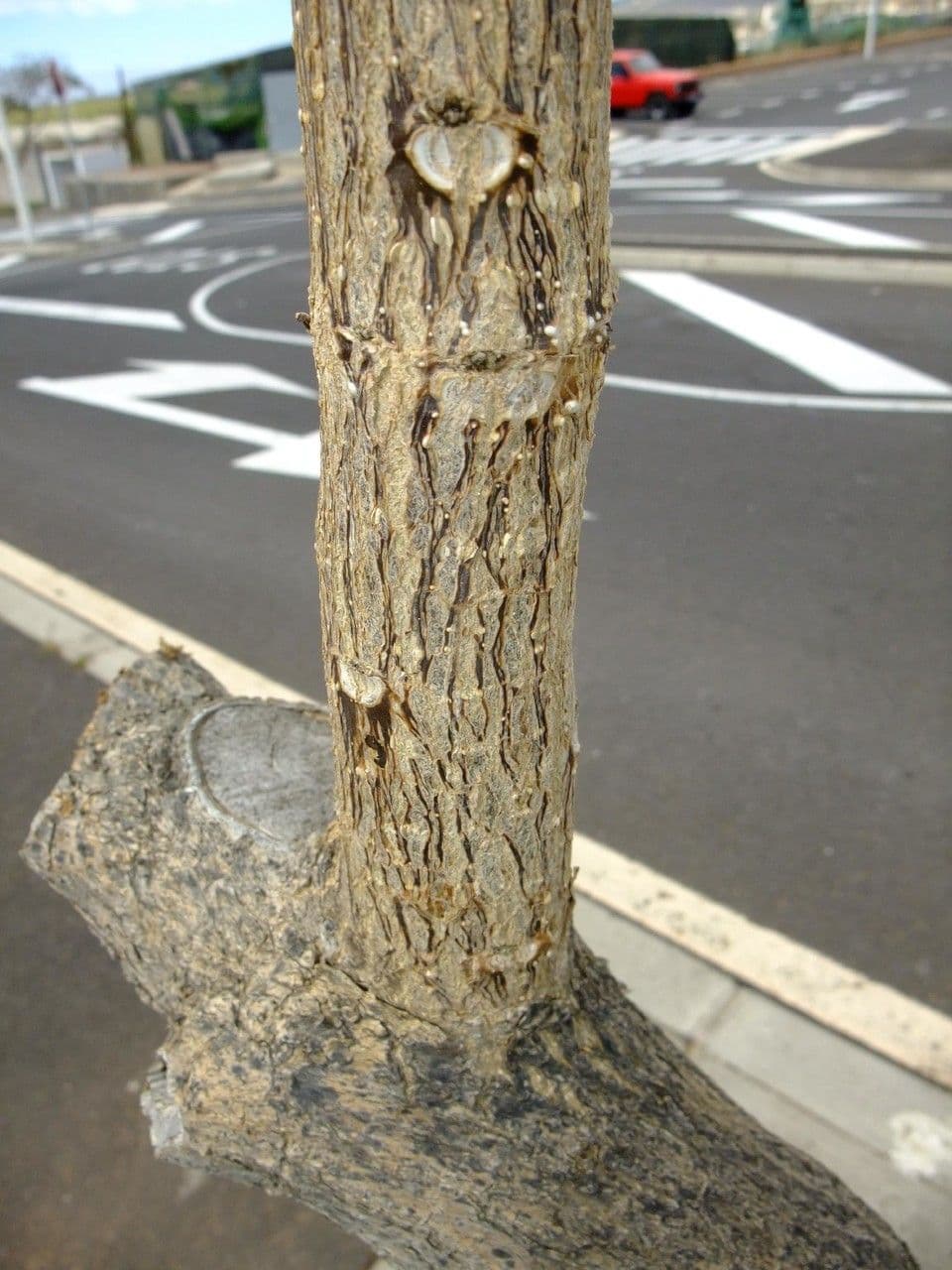 Spathodea campanulata 24