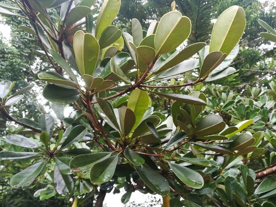 Manilkara 7