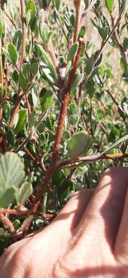 Cercocarpus montanus 22