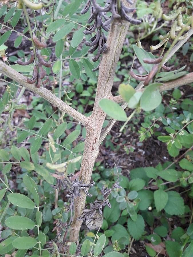 Indigofera 23