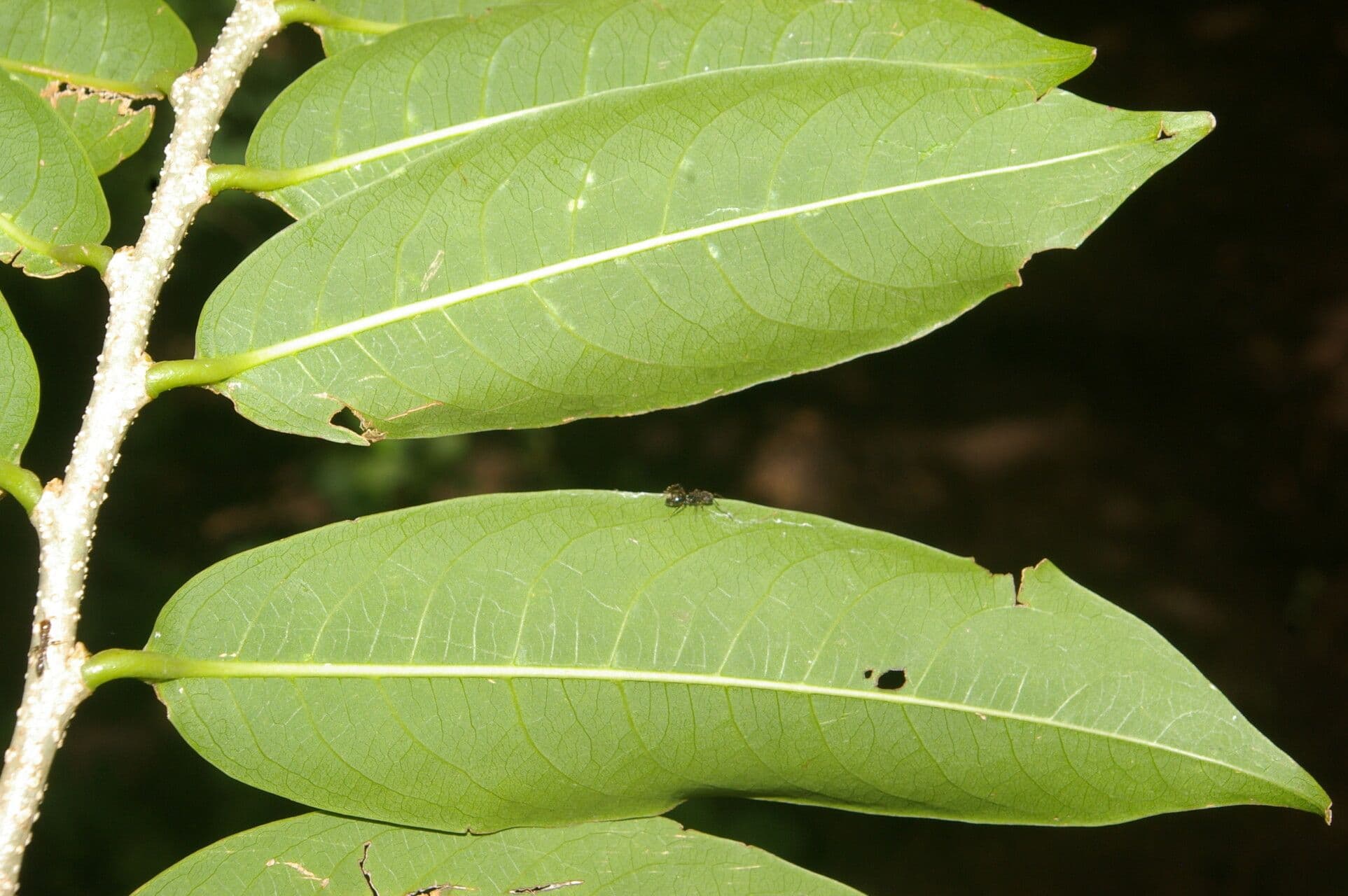 Margaritaria nobilis 10