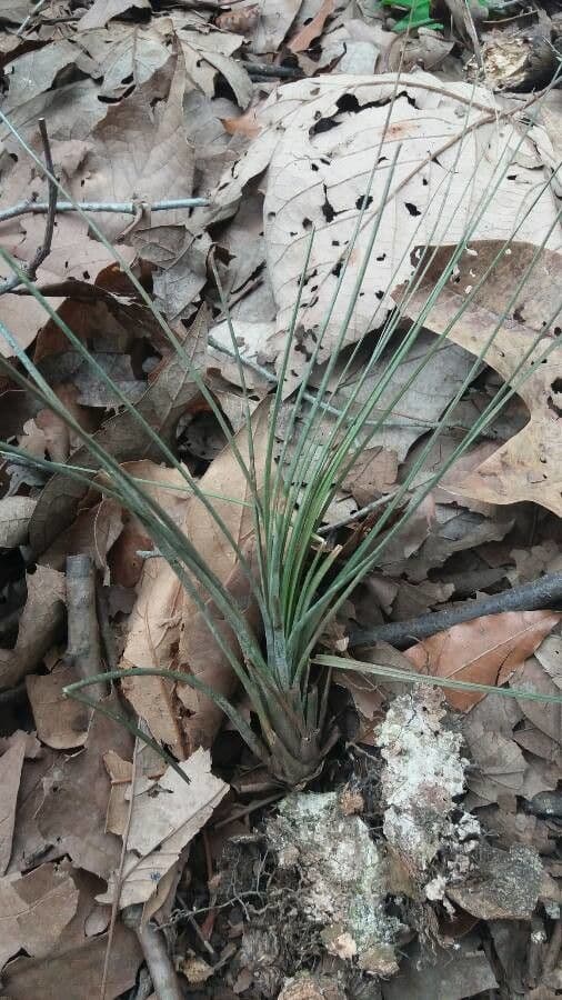 Tillandsia juncea 12
