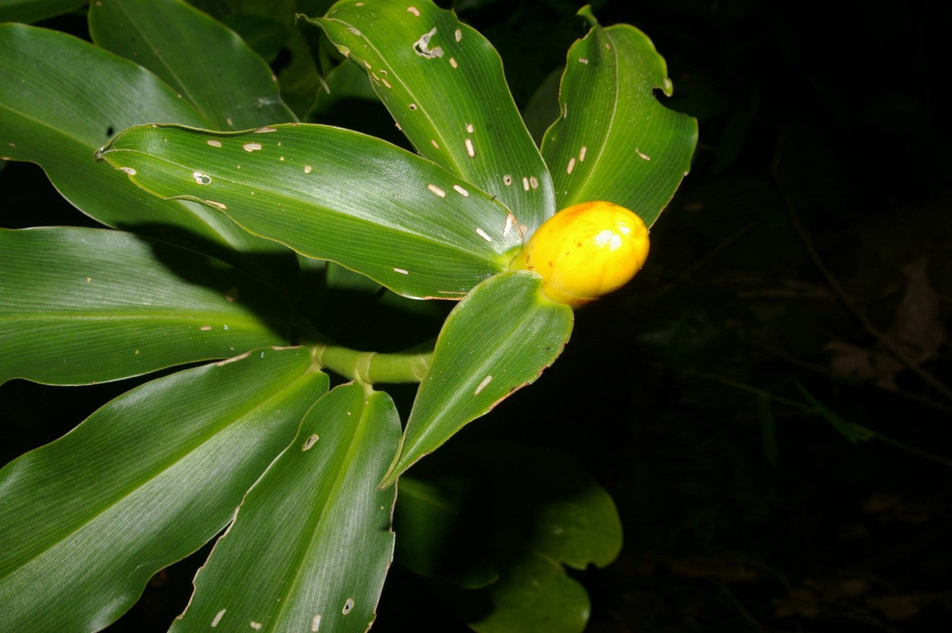 Costus 7