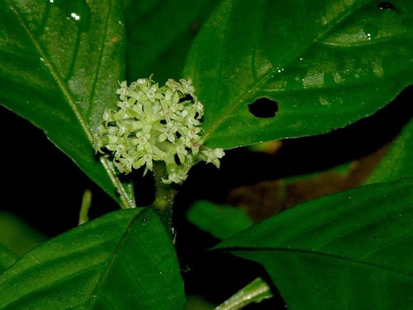 Palicourea hebeclada 11