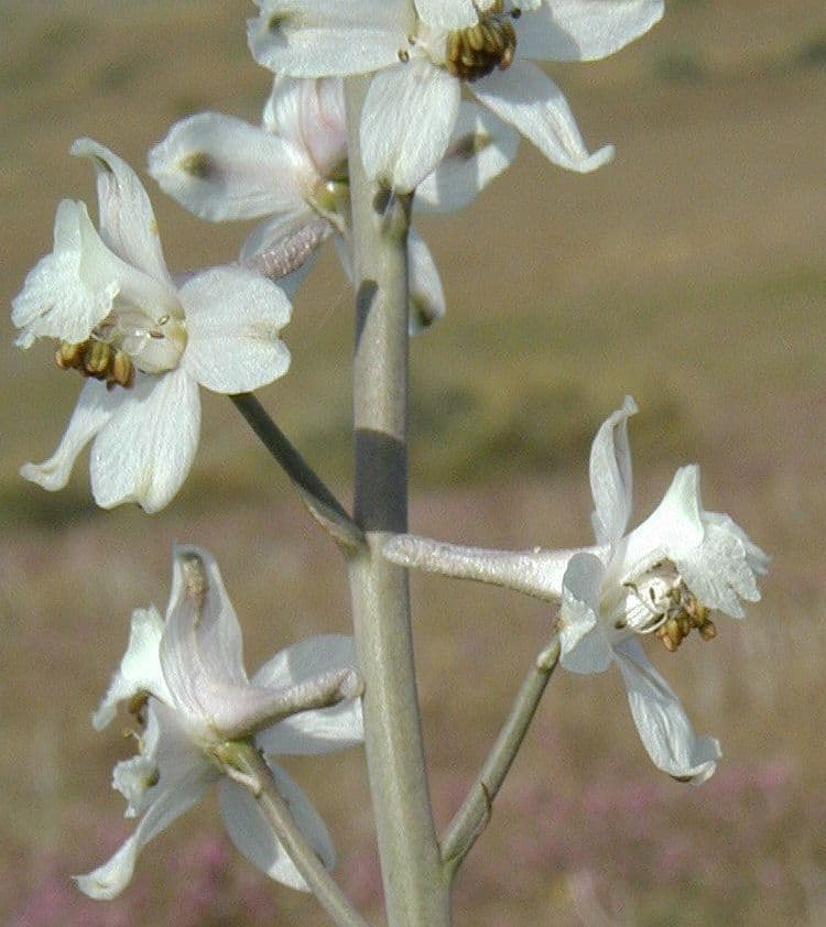 Delphinium gypsophilum 3