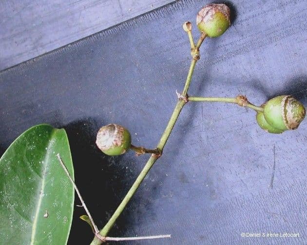 Coelospermum