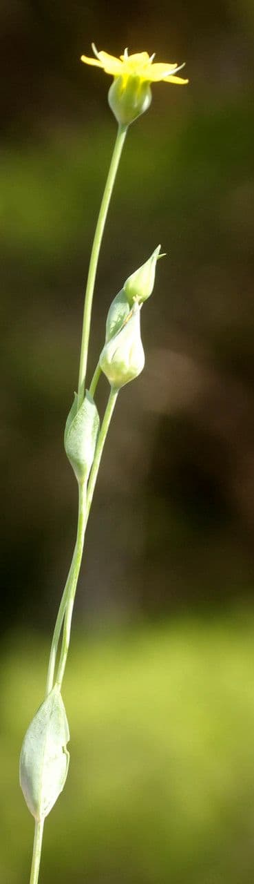 Centaura 27
