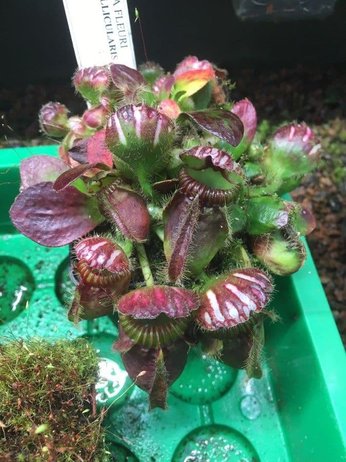 Cephalotus 5