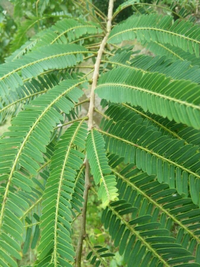 Amla 13