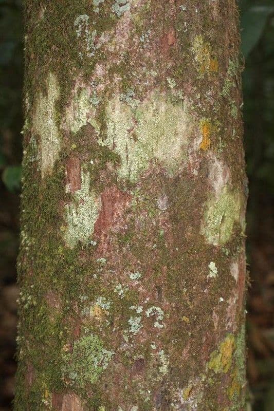 Elaeoluma 5