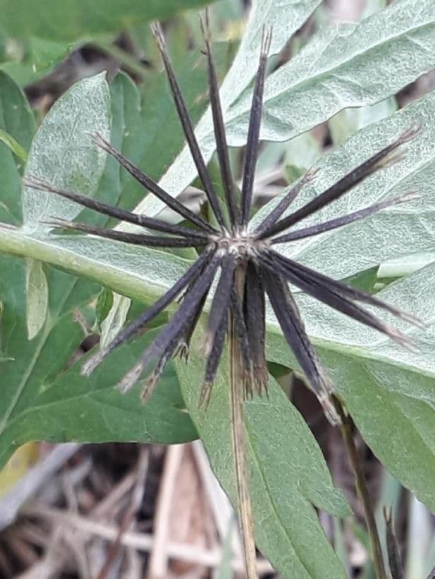 Bidens bipinnata 3