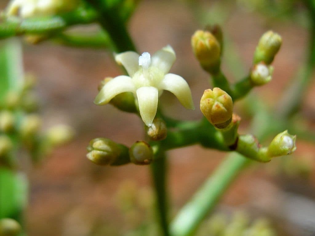 Psychotria 4
